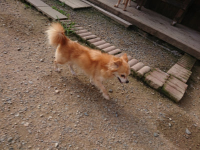 f:id:roukenhome-ann:20190707083548j:plain