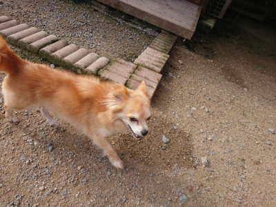 f:id:roukenhome-ann:20190707083553j:plain