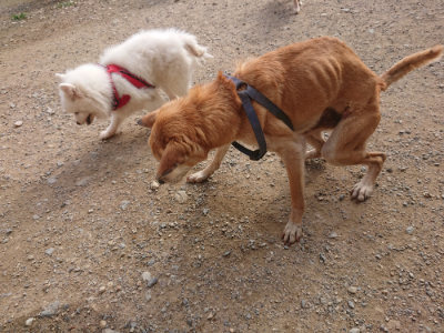 f:id:roukenhome-ann:20190707083607j:plain