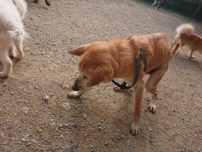 f:id:roukenhome-ann:20190707083639j:plain