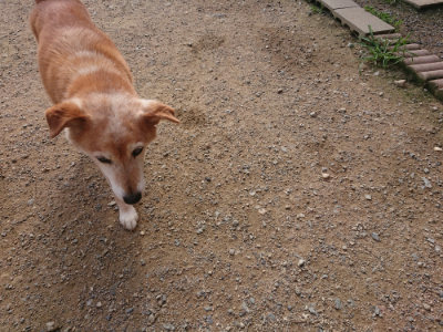 f:id:roukenhome-ann:20190707083644j:plain