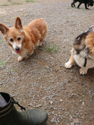 f:id:roukenhome-ann:20190707083704j:plain