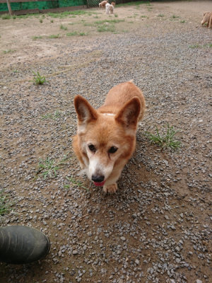 f:id:roukenhome-ann:20190707083719j:plain