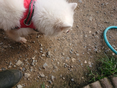 f:id:roukenhome-ann:20190707121619j:plain