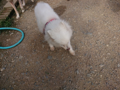f:id:roukenhome-ann:20190707121624j:plain