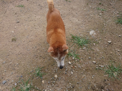 f:id:roukenhome-ann:20190707121639j:plain