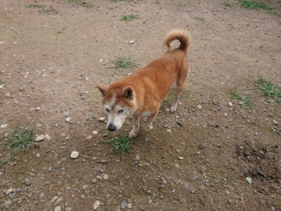 f:id:roukenhome-ann:20190707121711j:plain