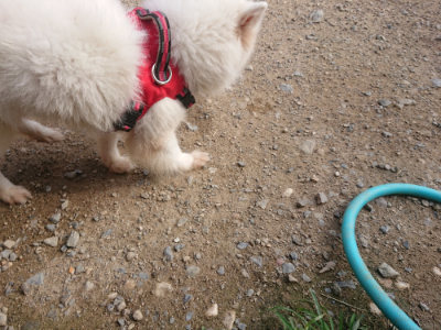 f:id:roukenhome-ann:20190707121718j:plain