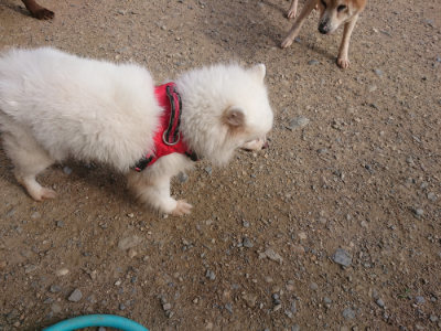 f:id:roukenhome-ann:20190707121745j:plain