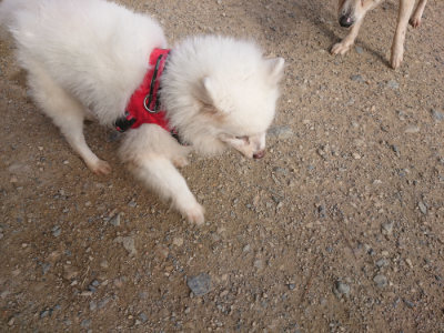 f:id:roukenhome-ann:20190707121752j:plain