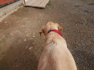 f:id:roukenhome-ann:20190707121859j:plain