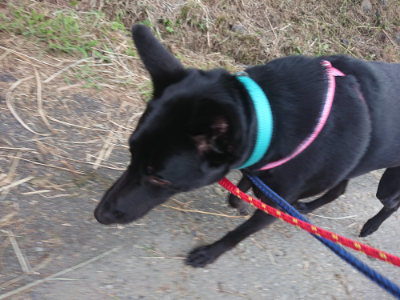 f:id:roukenhome-ann:20190707121931j:plain
