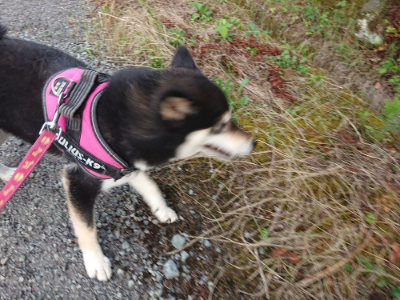 f:id:roukenhome-ann:20190707122358j:plain