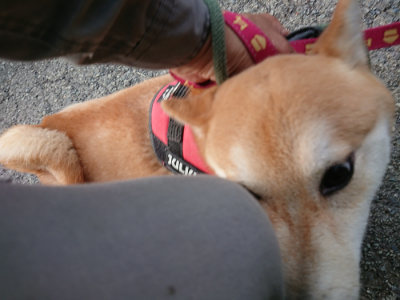 f:id:roukenhome-ann:20190707122459j:plain