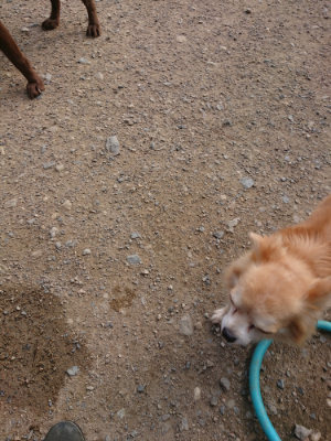f:id:roukenhome-ann:20190707122659j:plain
