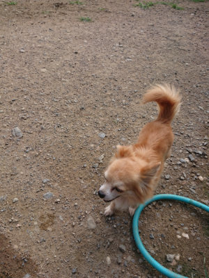 f:id:roukenhome-ann:20190707122704j:plain