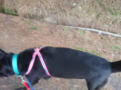 f:id:roukenhome-ann:20190707122854j:plain