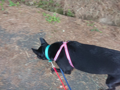 f:id:roukenhome-ann:20190707122859j:plain