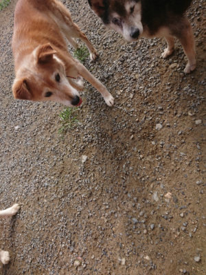 f:id:roukenhome-ann:20190707122925j:plain