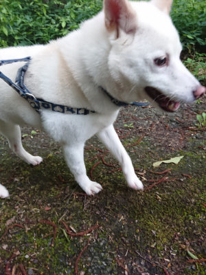 f:id:roukenhome-ann:20190707123004j:plain