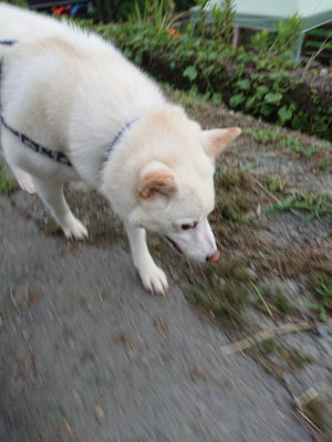 f:id:roukenhome-ann:20190707123037j:plain