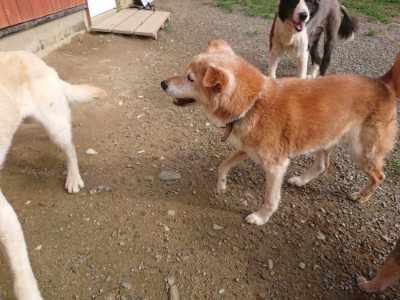f:id:roukenhome-ann:20190707123052j:plain