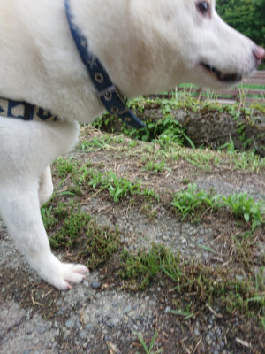 f:id:roukenhome-ann:20190707123102j:plain