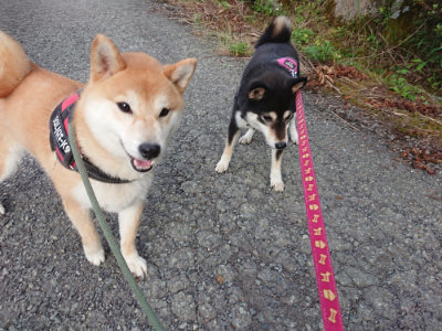 f:id:roukenhome-ann:20190707123231j:plain