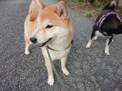 f:id:roukenhome-ann:20190707123258j:plain
