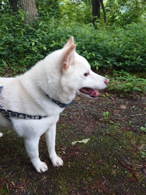 f:id:roukenhome-ann:20190707123319j:plain