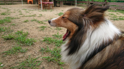 f:id:roukenhome-ann:20190708133321j:plain