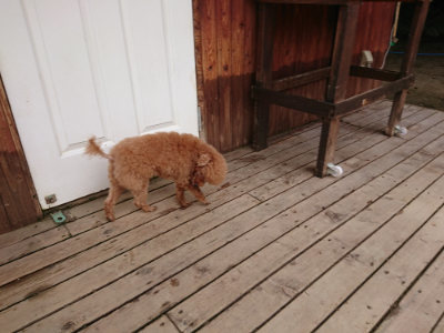 f:id:roukenhome-ann:20190708134221j:plain