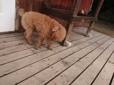 f:id:roukenhome-ann:20190708134232j:plain