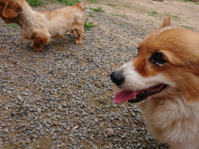 f:id:roukenhome-ann:20190708134318j:plain