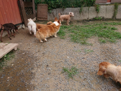 f:id:roukenhome-ann:20190708134348j:plain