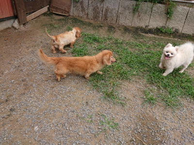 f:id:roukenhome-ann:20190708134435j:plain
