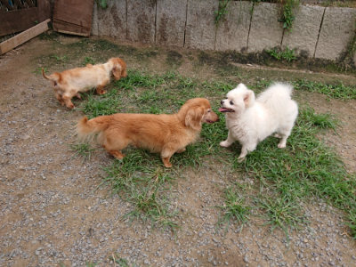 f:id:roukenhome-ann:20190708134456j:plain