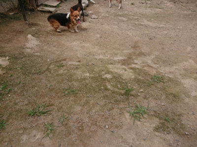 f:id:roukenhome-ann:20190708134505j:plain