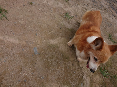 f:id:roukenhome-ann:20190708142658j:plain