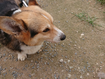 f:id:roukenhome-ann:20190708142739j:plain