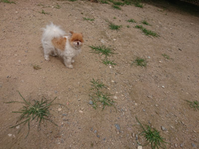 f:id:roukenhome-ann:20190708142904j:plain