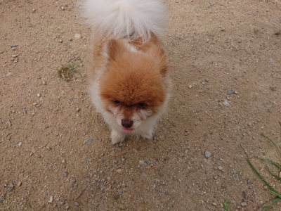 f:id:roukenhome-ann:20190708142908j:plain