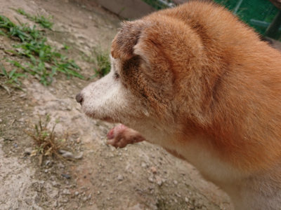f:id:roukenhome-ann:20190708143038j:plain