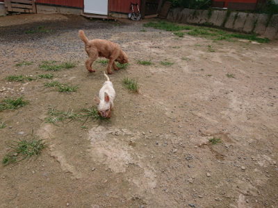 f:id:roukenhome-ann:20190708143208j:plain