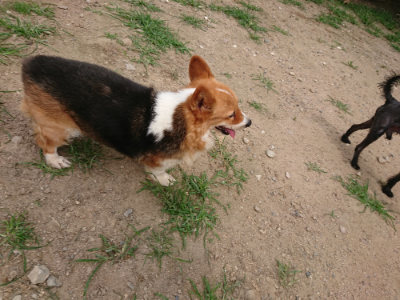 f:id:roukenhome-ann:20190708143217j:plain