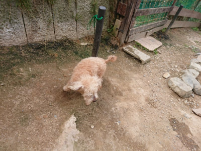 f:id:roukenhome-ann:20190708143308j:plain