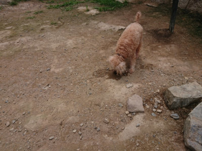 f:id:roukenhome-ann:20190708143352j:plain