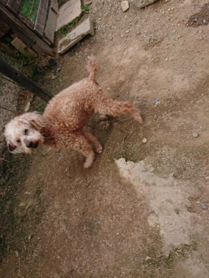 f:id:roukenhome-ann:20190708143357j:plain