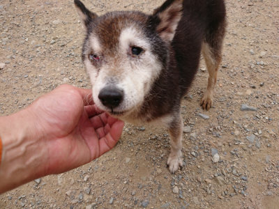 f:id:roukenhome-ann:20190708151036j:plain