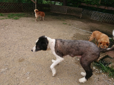 f:id:roukenhome-ann:20190708151046j:plain